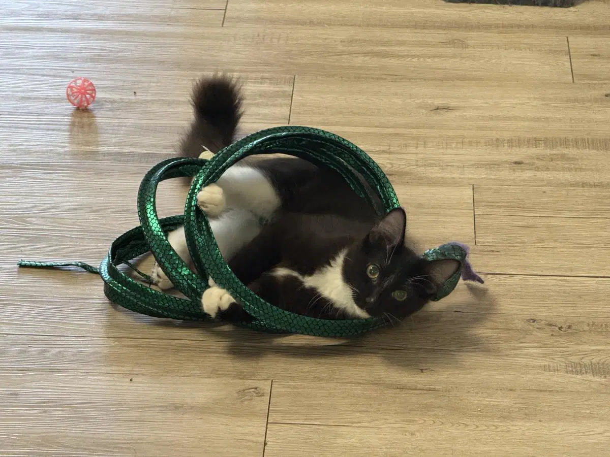 Moozie Mooie - Domestic Short Hair
