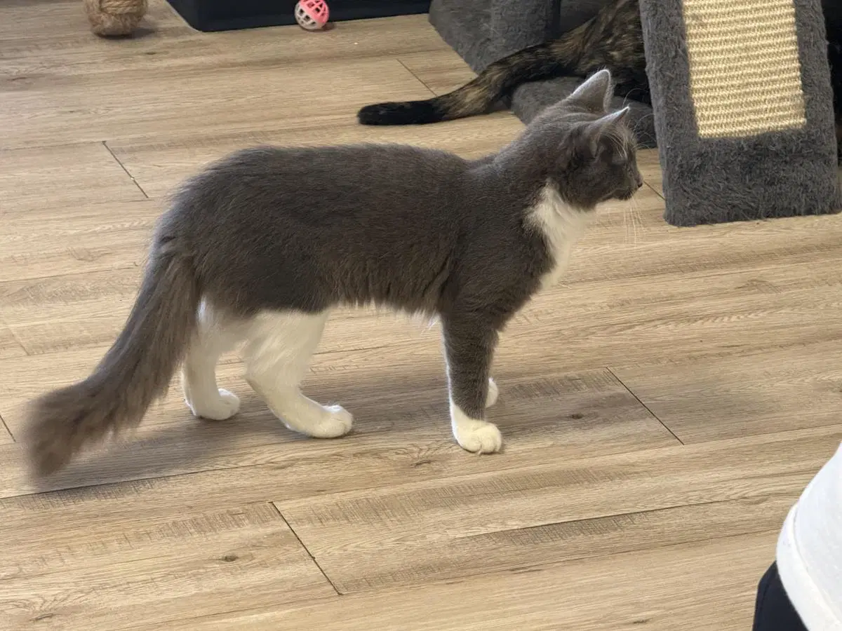 Moonificent Mooie - Domestic Short Hair