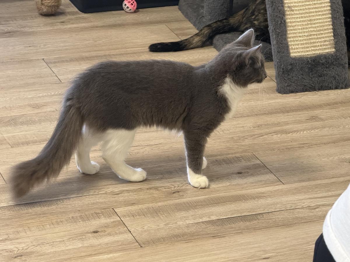 Moonificent Mooie