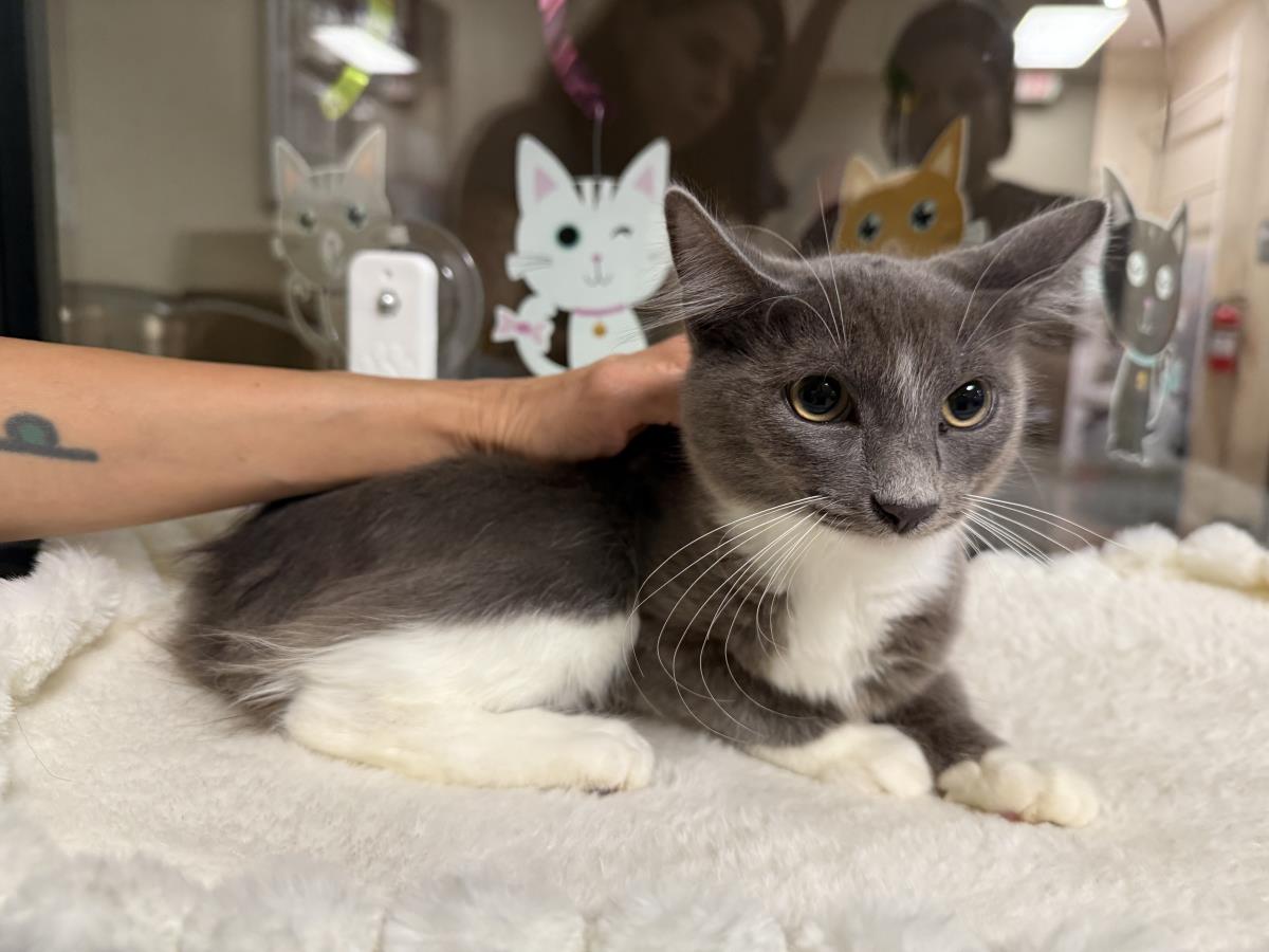 Photo of Moonificent Mooie