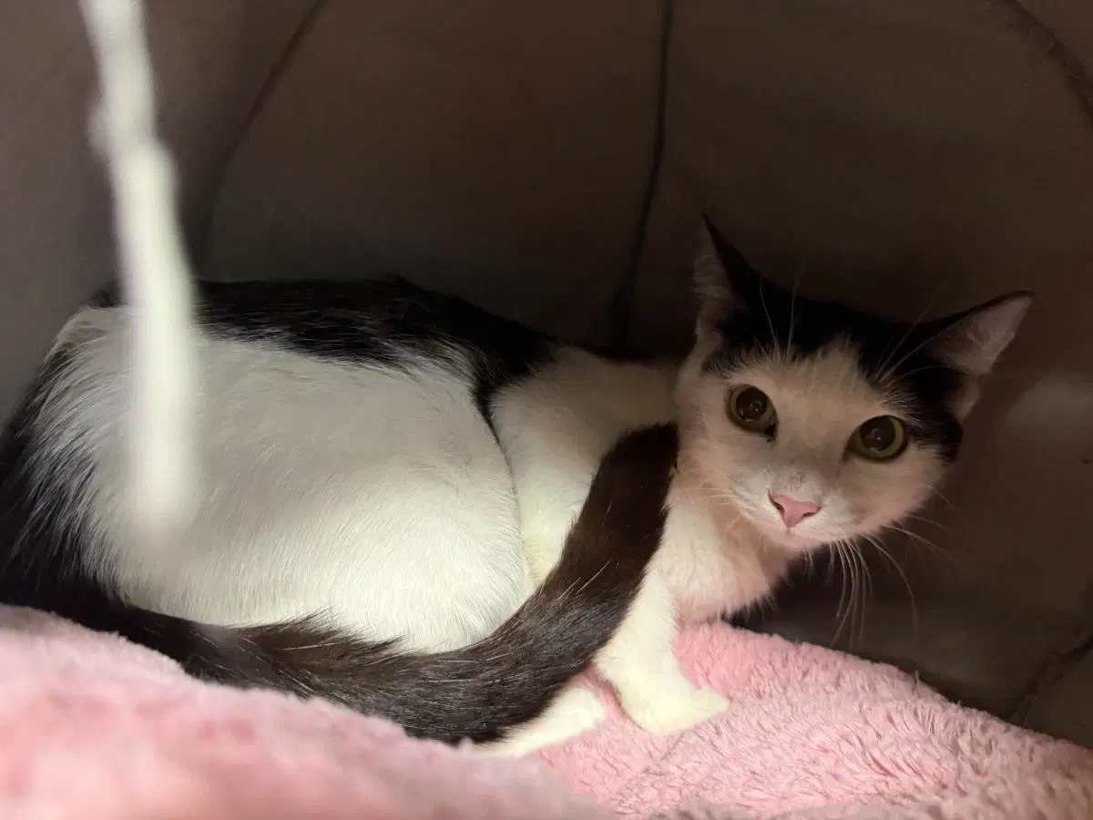 Bessie Mooie - Domestic Short Hair