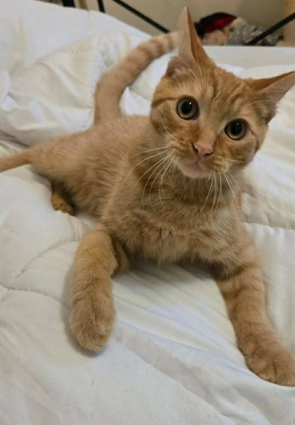 Mango Tango - Domestic Short Hair