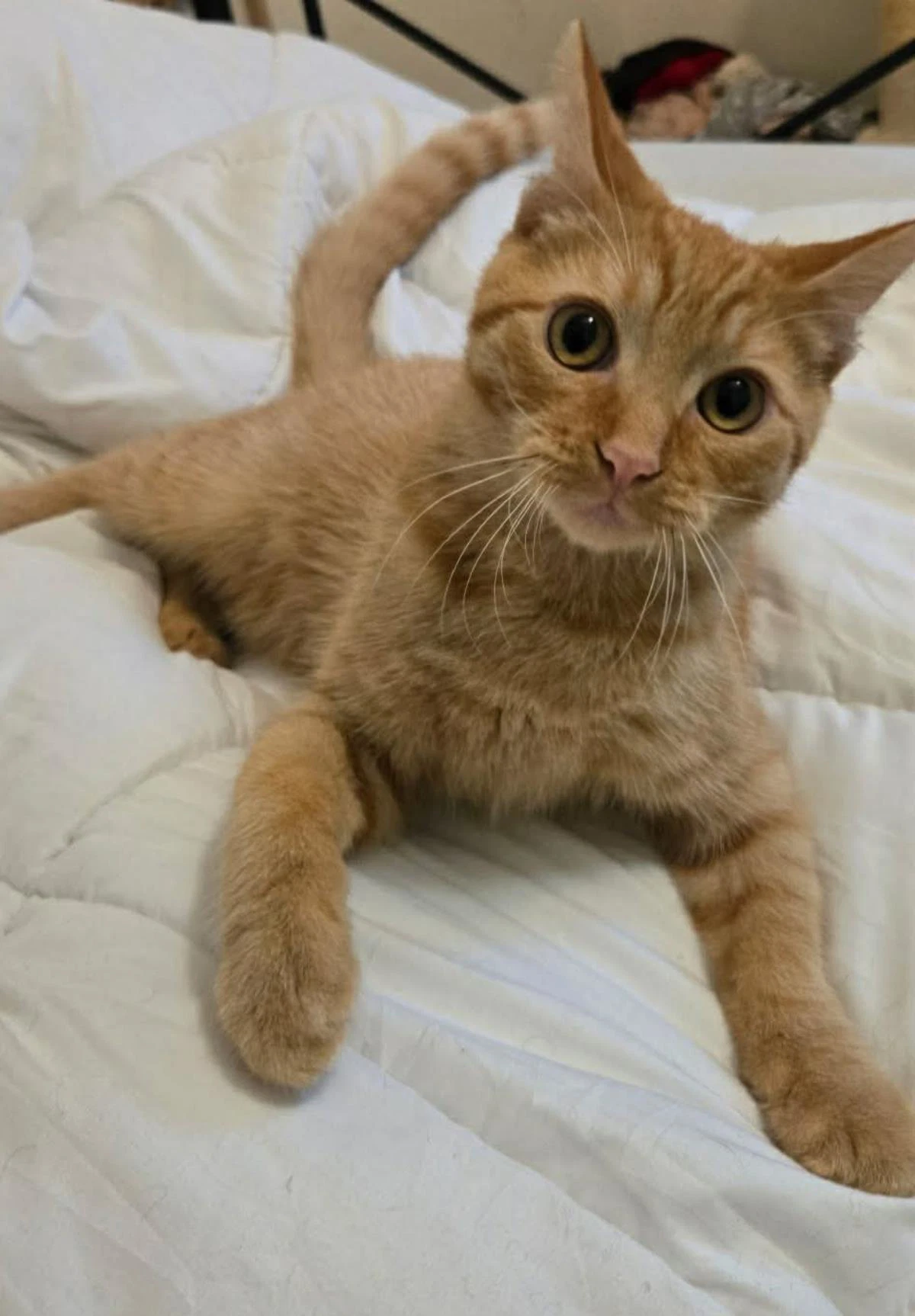Mango Tango