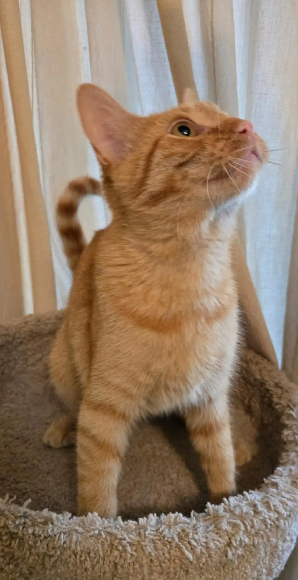 Mango Tango image 3