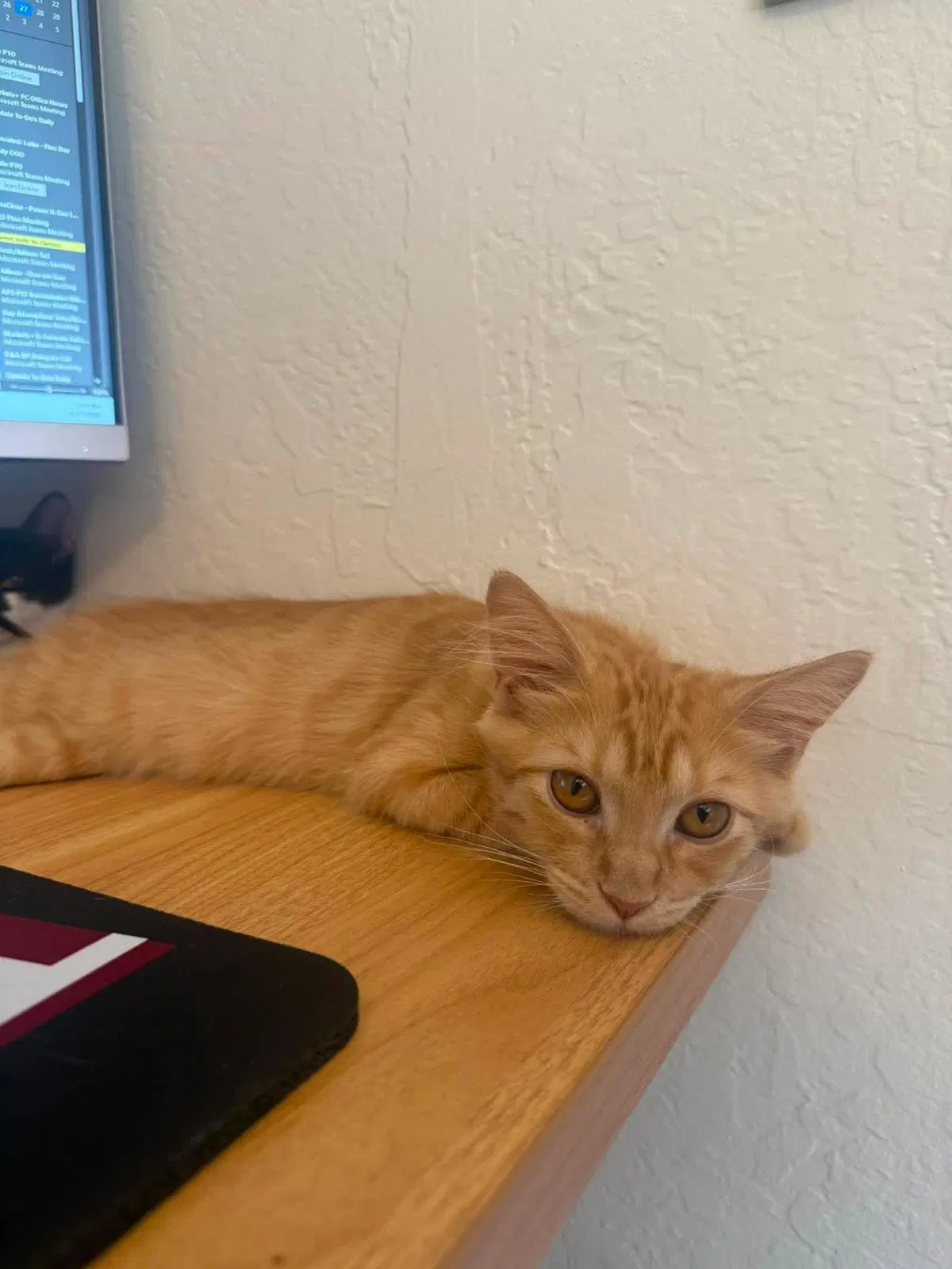 Benito Palm - Domestic Medium Hair