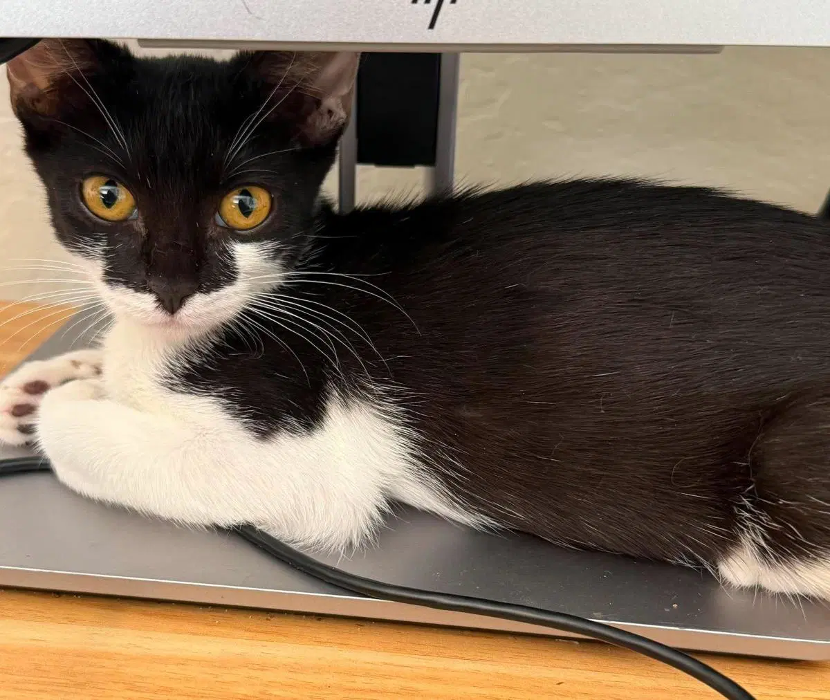 Panda Palm - Domestic Short Hair