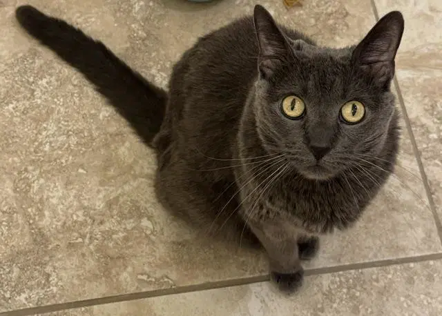 Beauty Blue - Domestic Short Hair