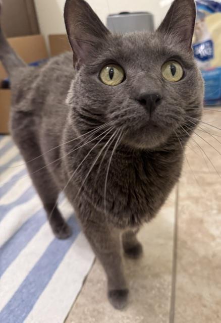 Photo of Beauty Blue