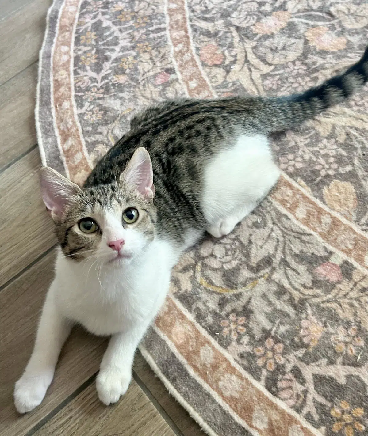 Penelope Jones - Domestic Short Hair