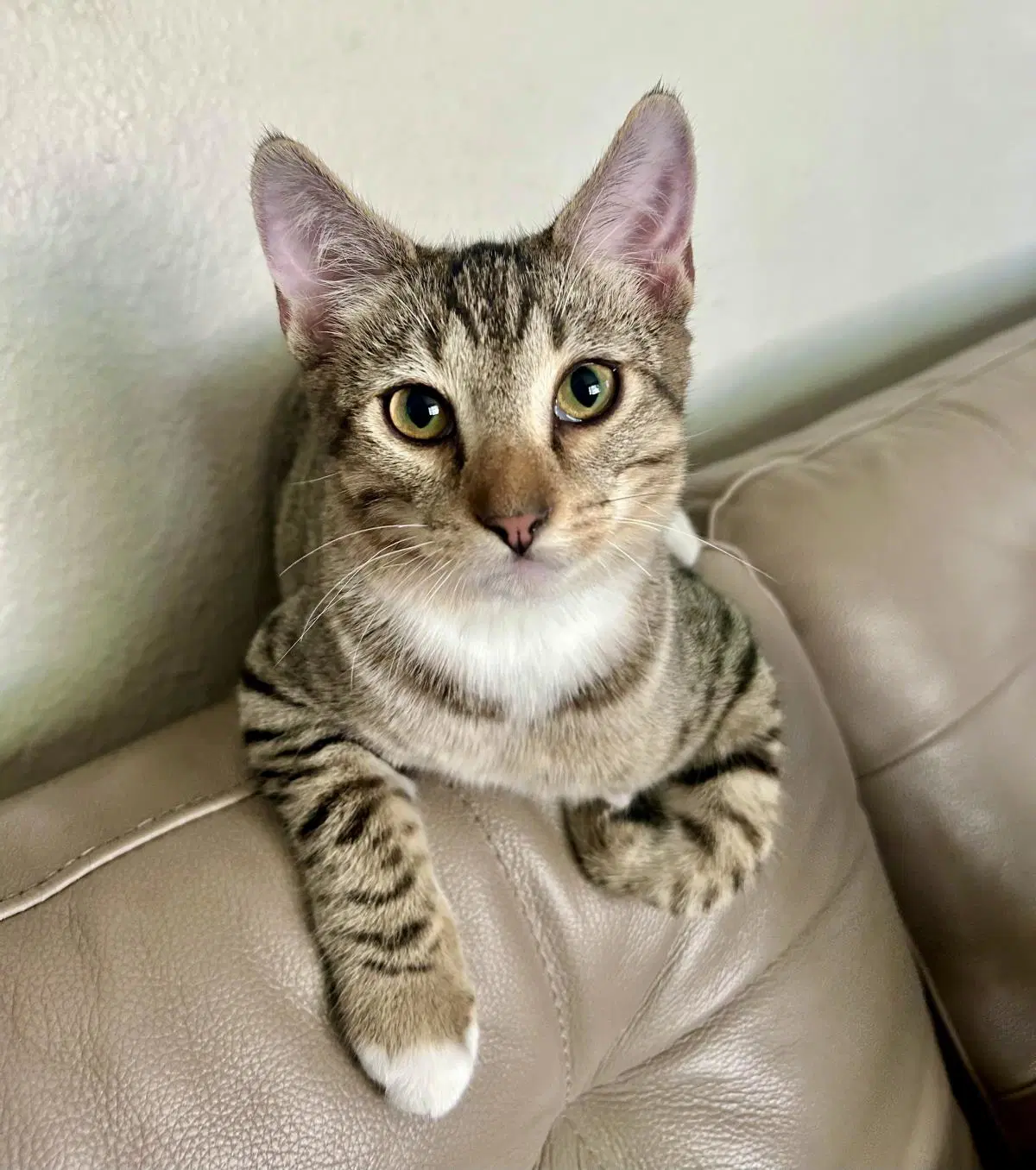 Telemachus Jones - Domestic Short Hair