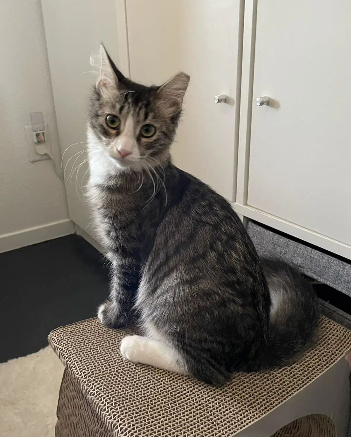 Tubi Watcher - Domestic Medium Hair