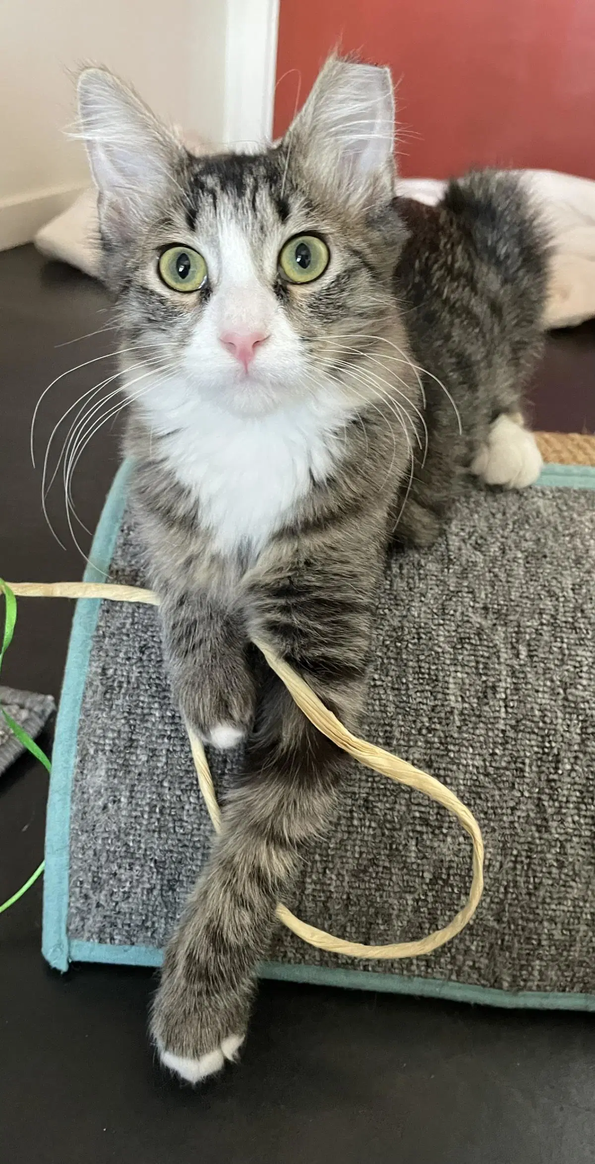 Tubi Watcher image 2