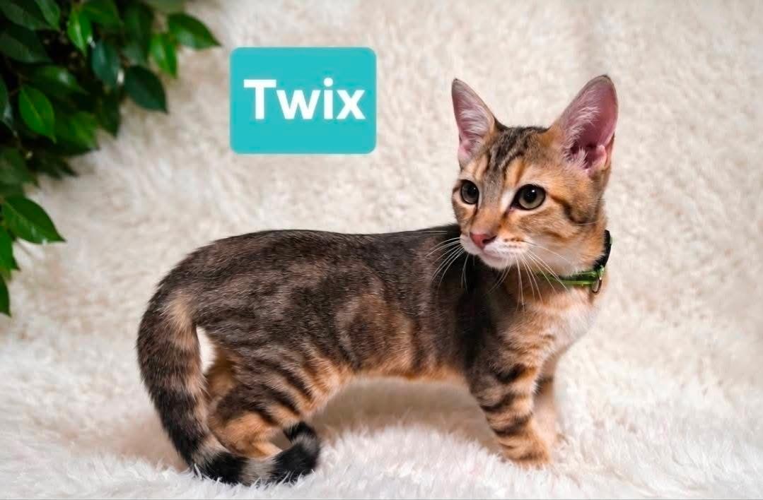 Twix Clowder