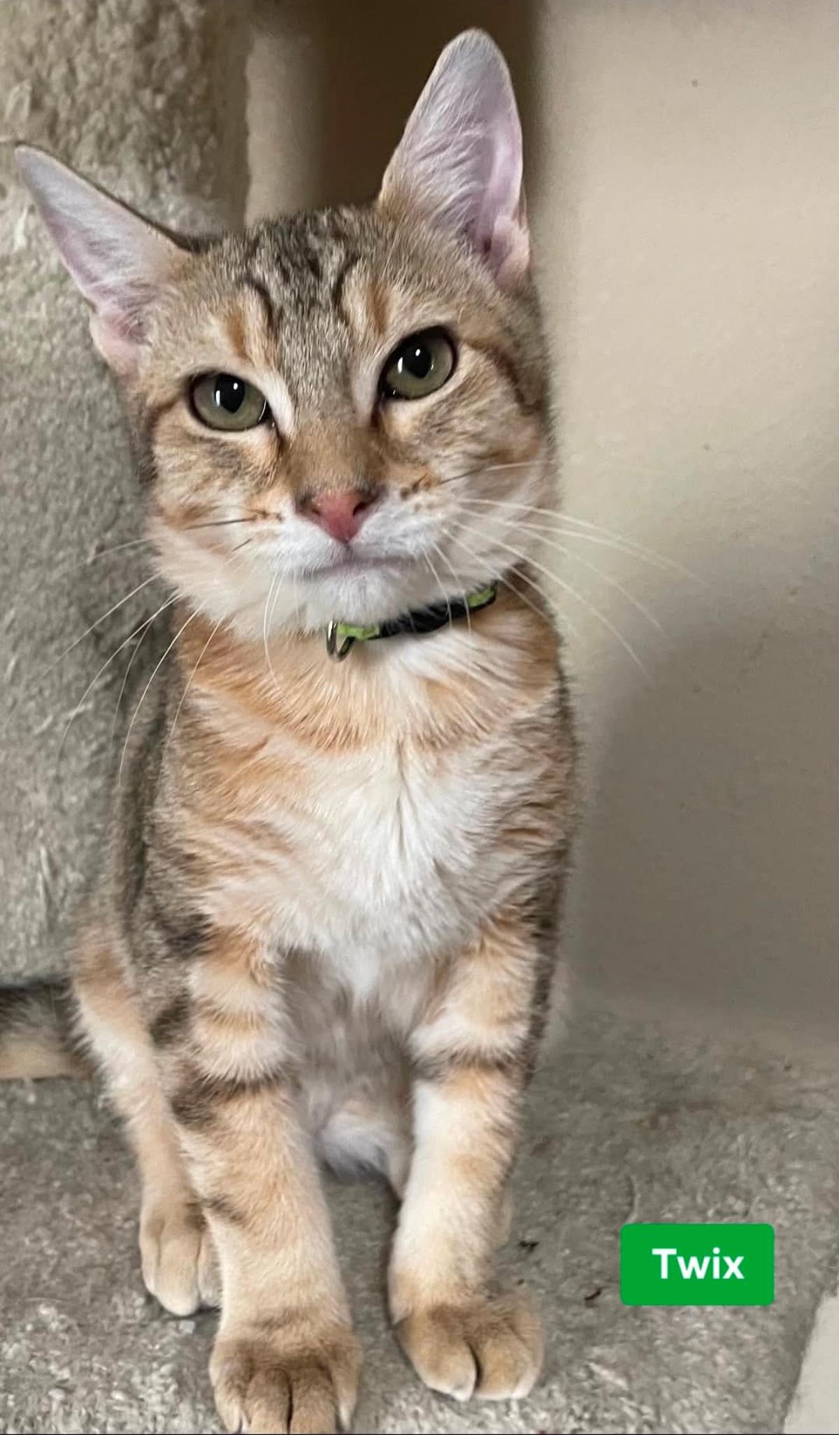 Photo of Twix Clowder