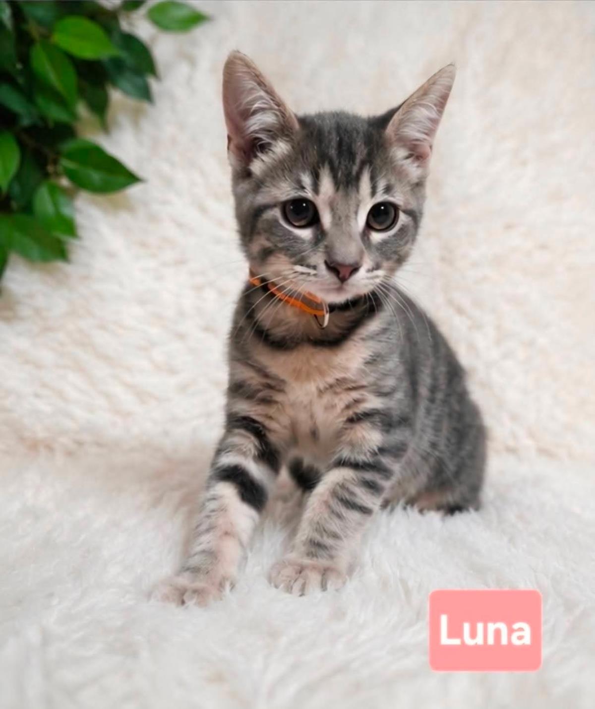 Photo of Luna Clowder