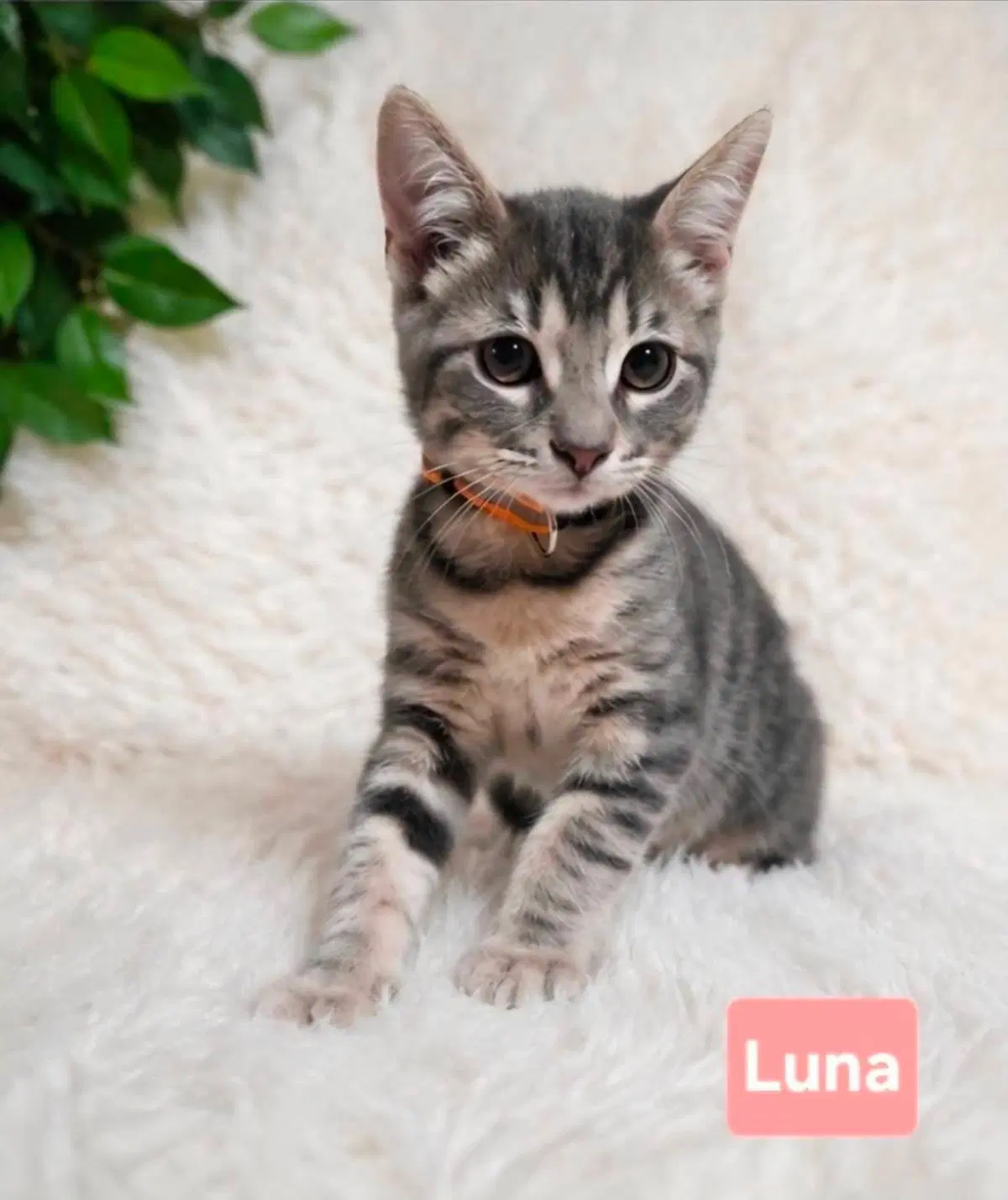 Luna Clowder image 2