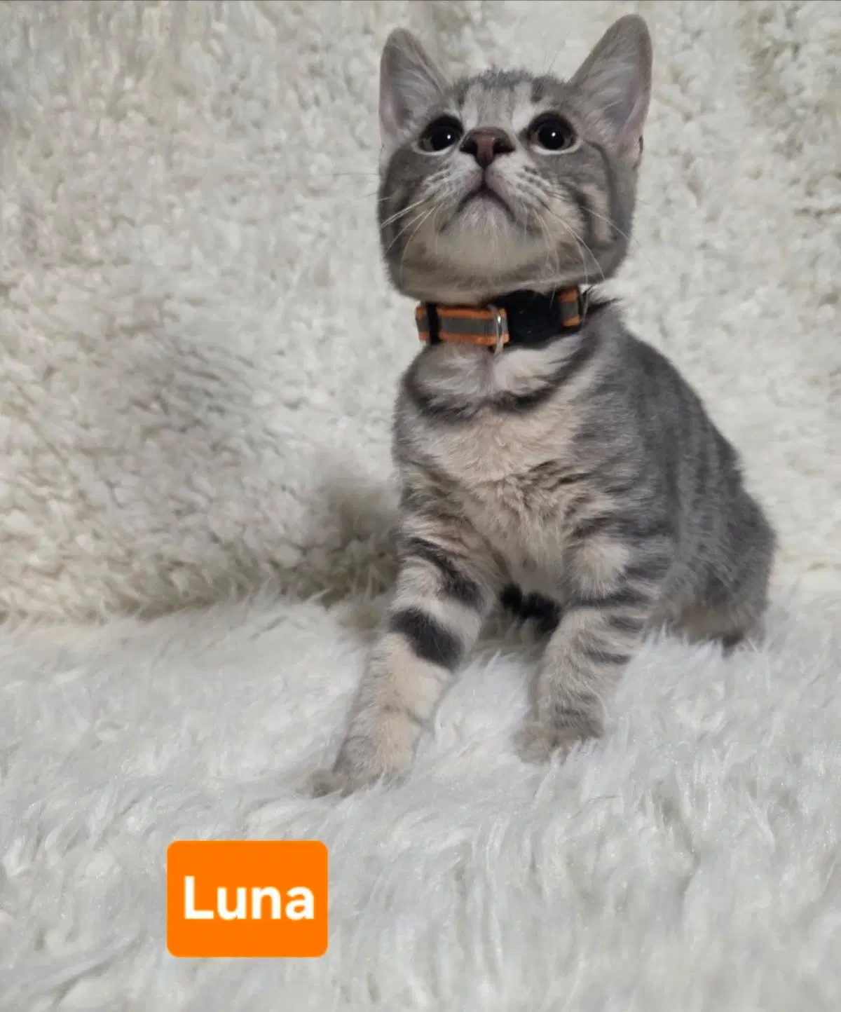 Luna Clowder image 3