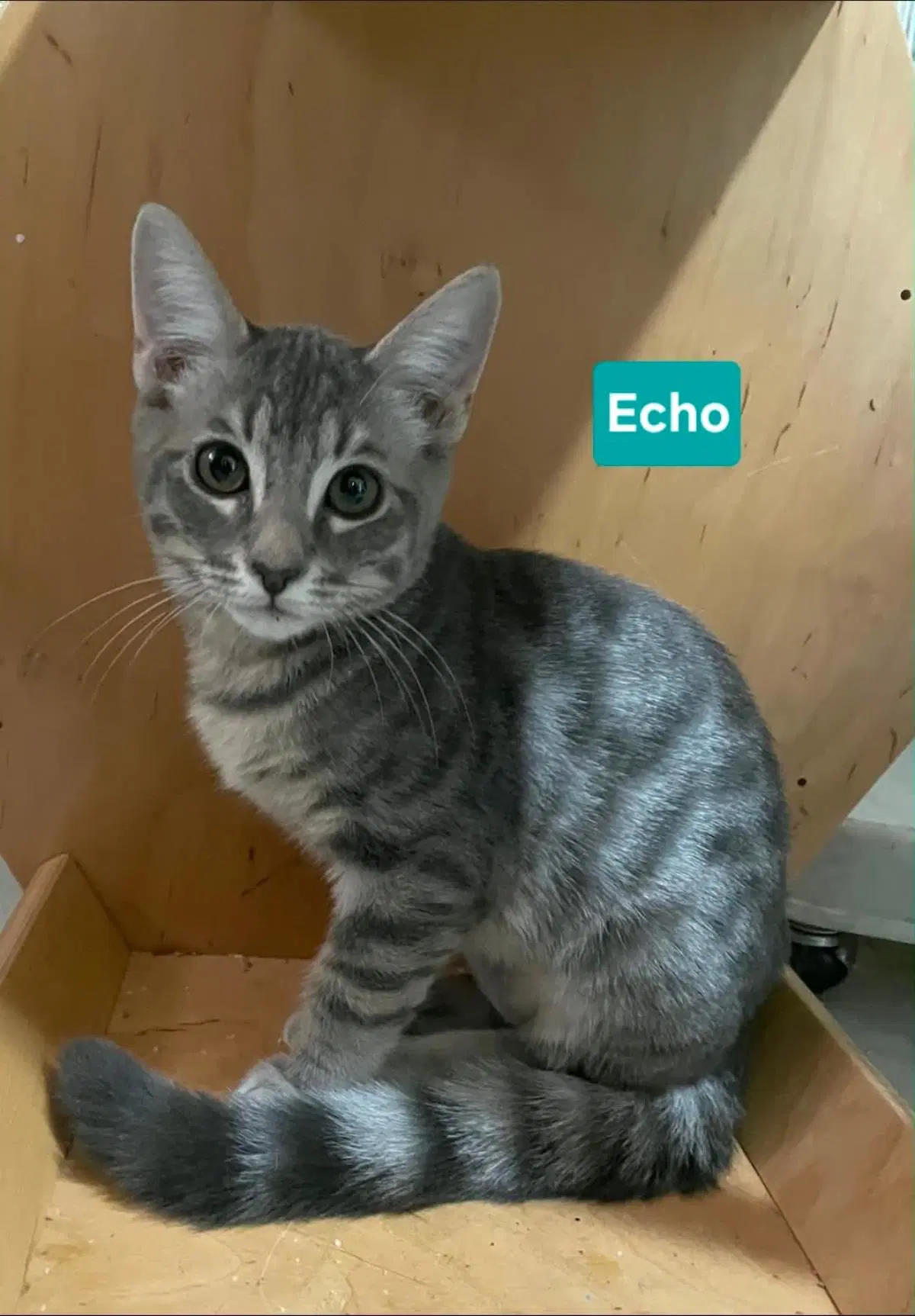 Echo Clowder image 1