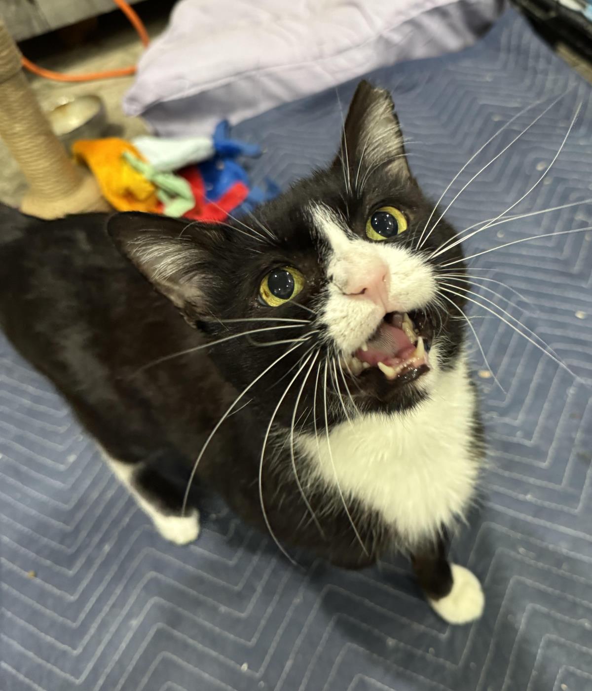 Photo of Fancy Pants