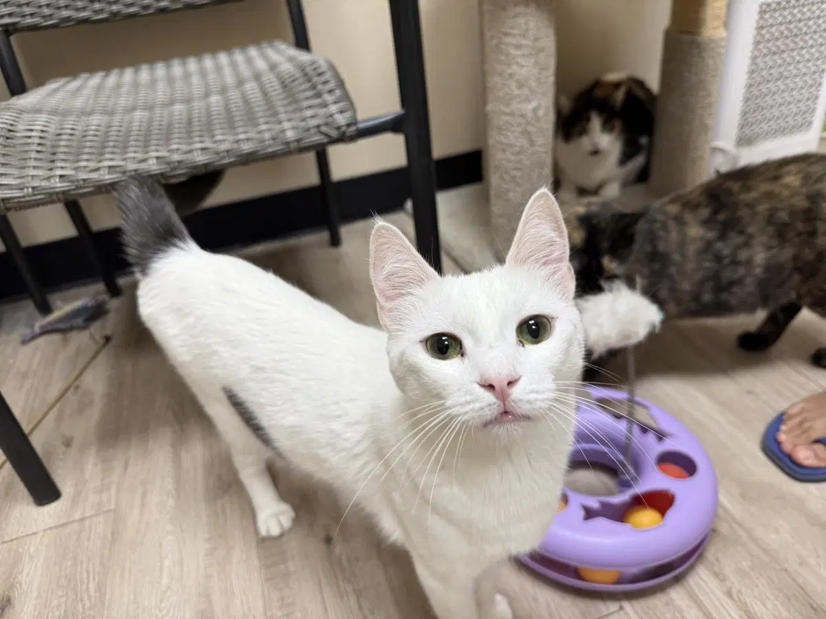 Snow Flake - Domestic Short Hair