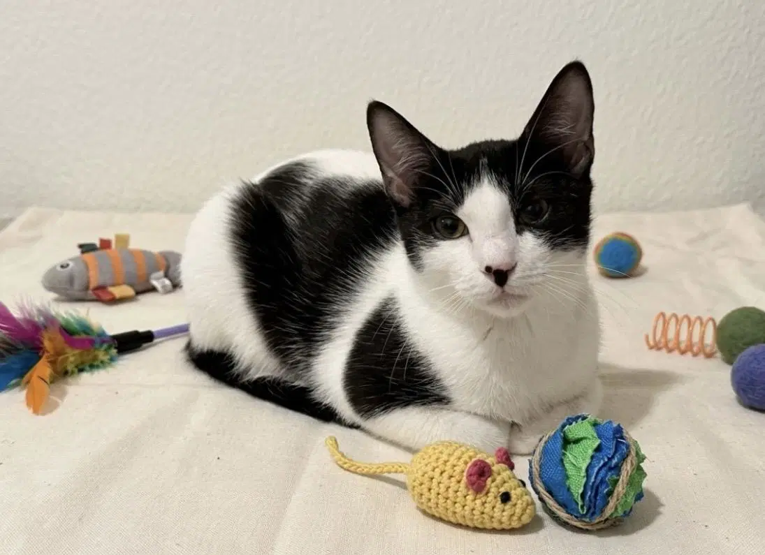 Felicia Please - Domestic Short Hair