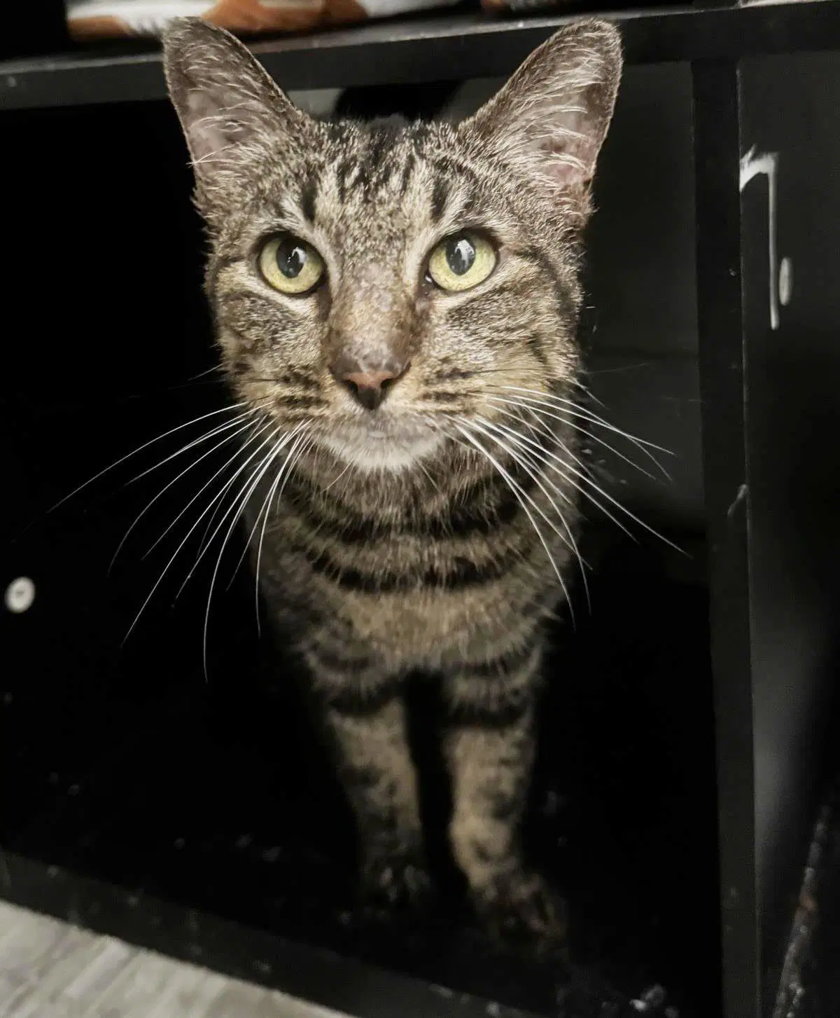 Frankie Jones - Domestic Short Hair