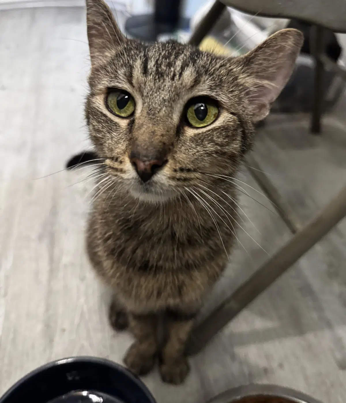 Arie Jones - Domestic Short Hair