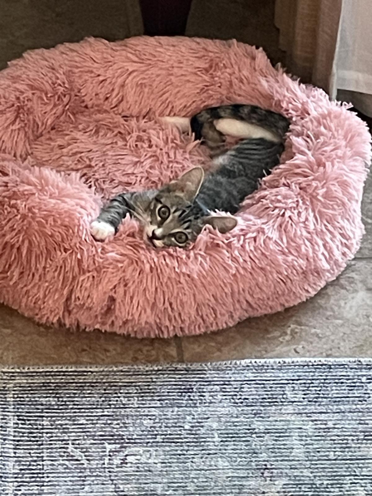 Photo of Peppermint Toebeans