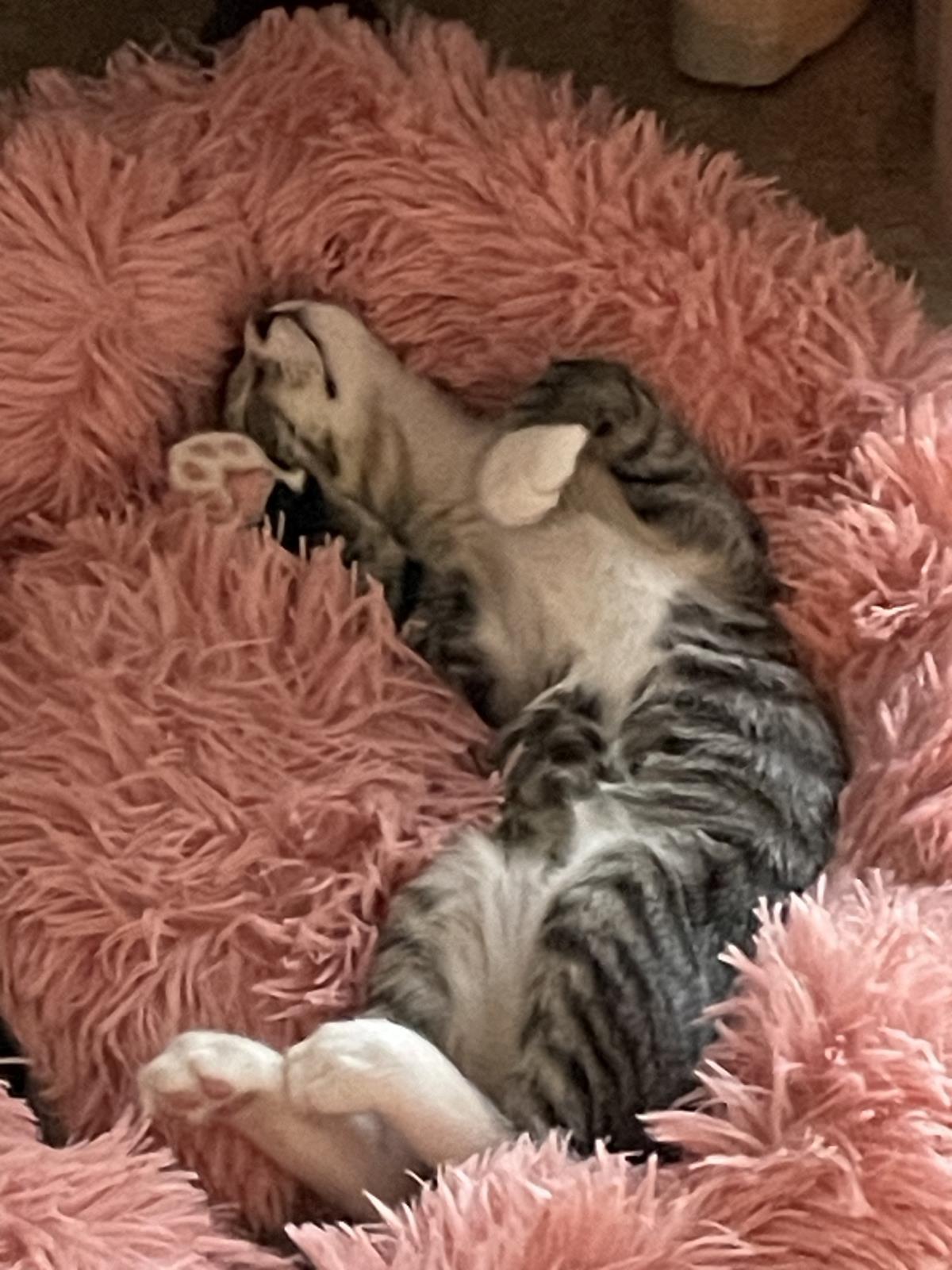 Photo of Peppermint Toebeans