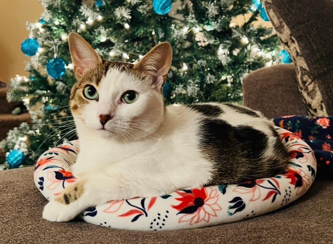 Photo of Nala Buttercup