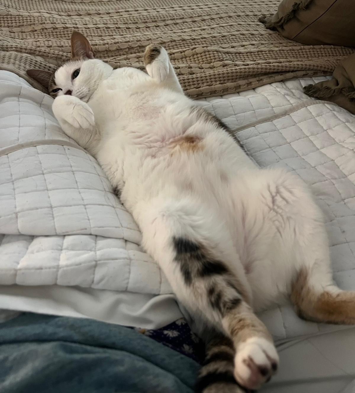 Photo of Nala Buttercup
