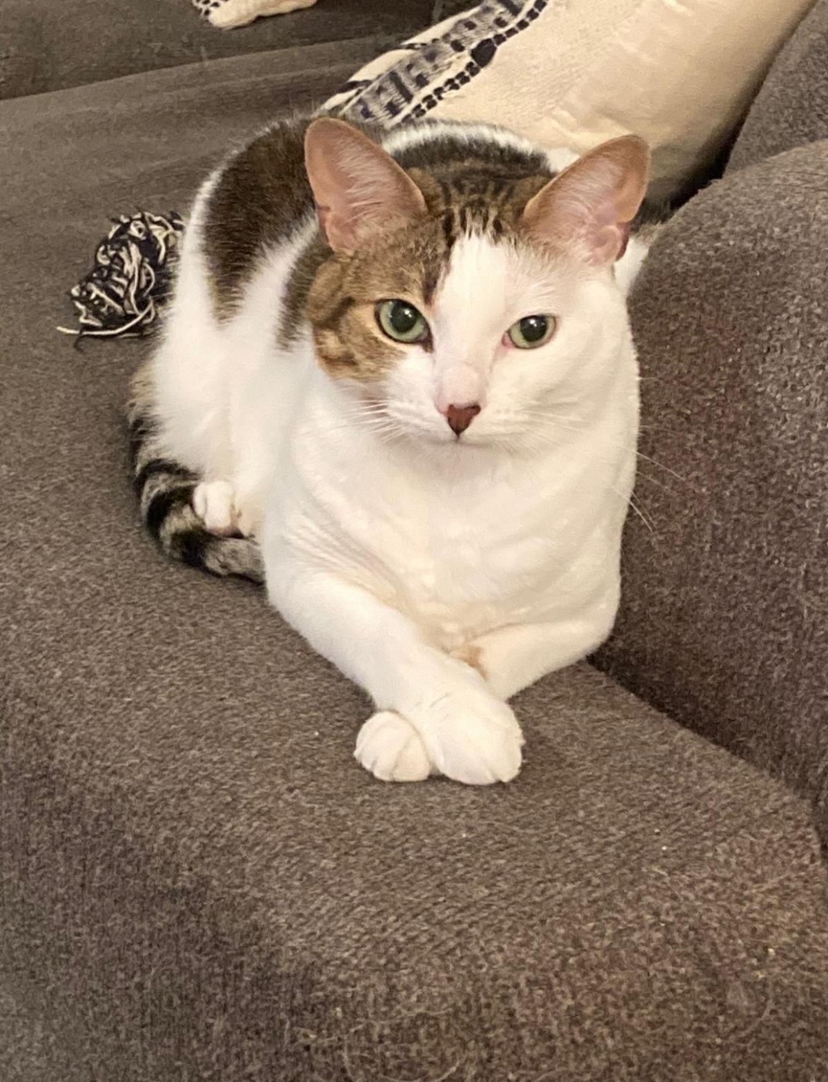 Photo of Nala Buttercup