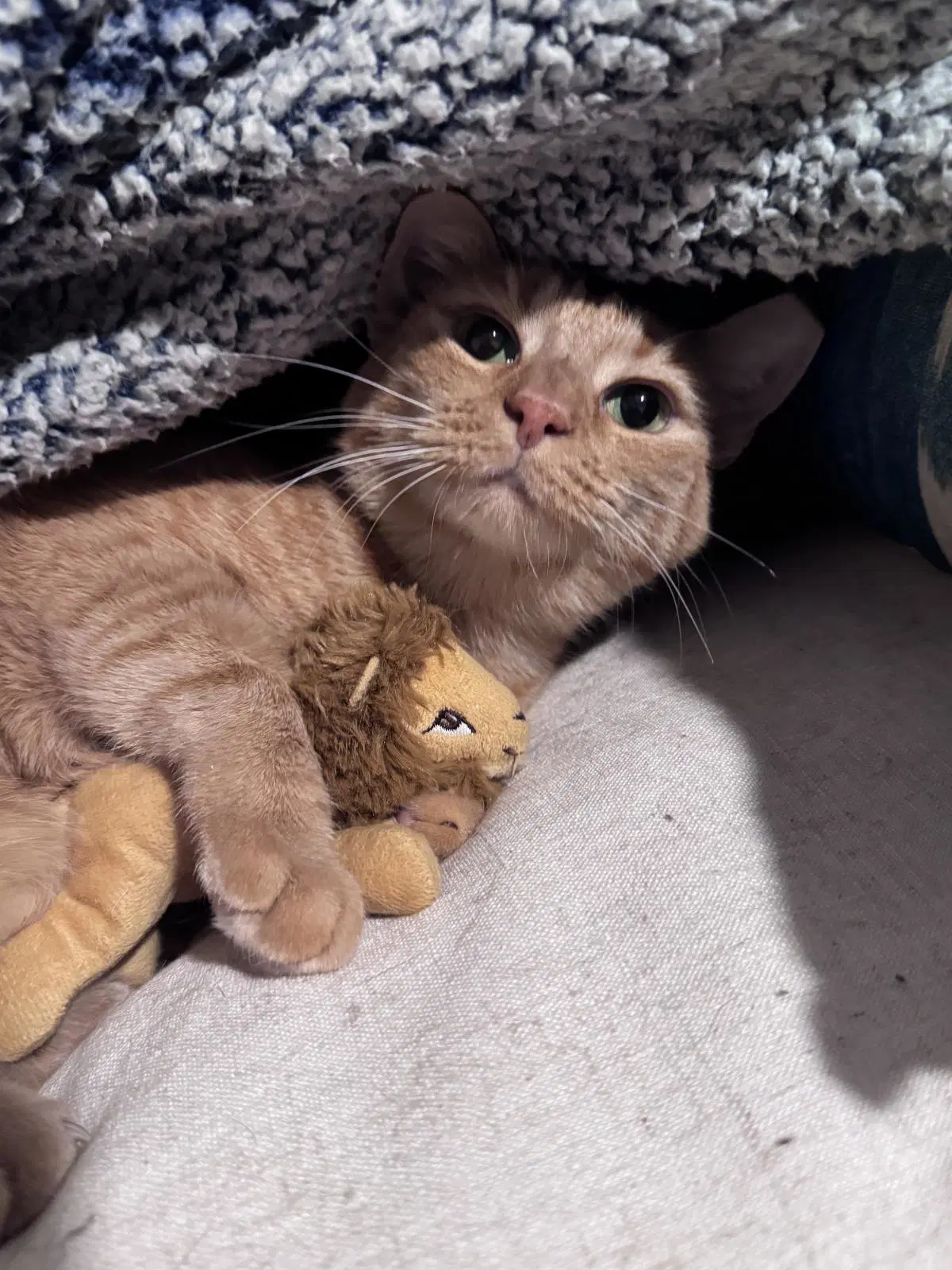 Figgy Spector - Domestic Short Hair
