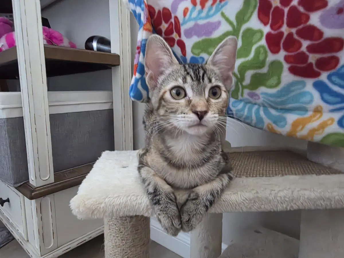 Luciana Orlando - Domestic Short Hair