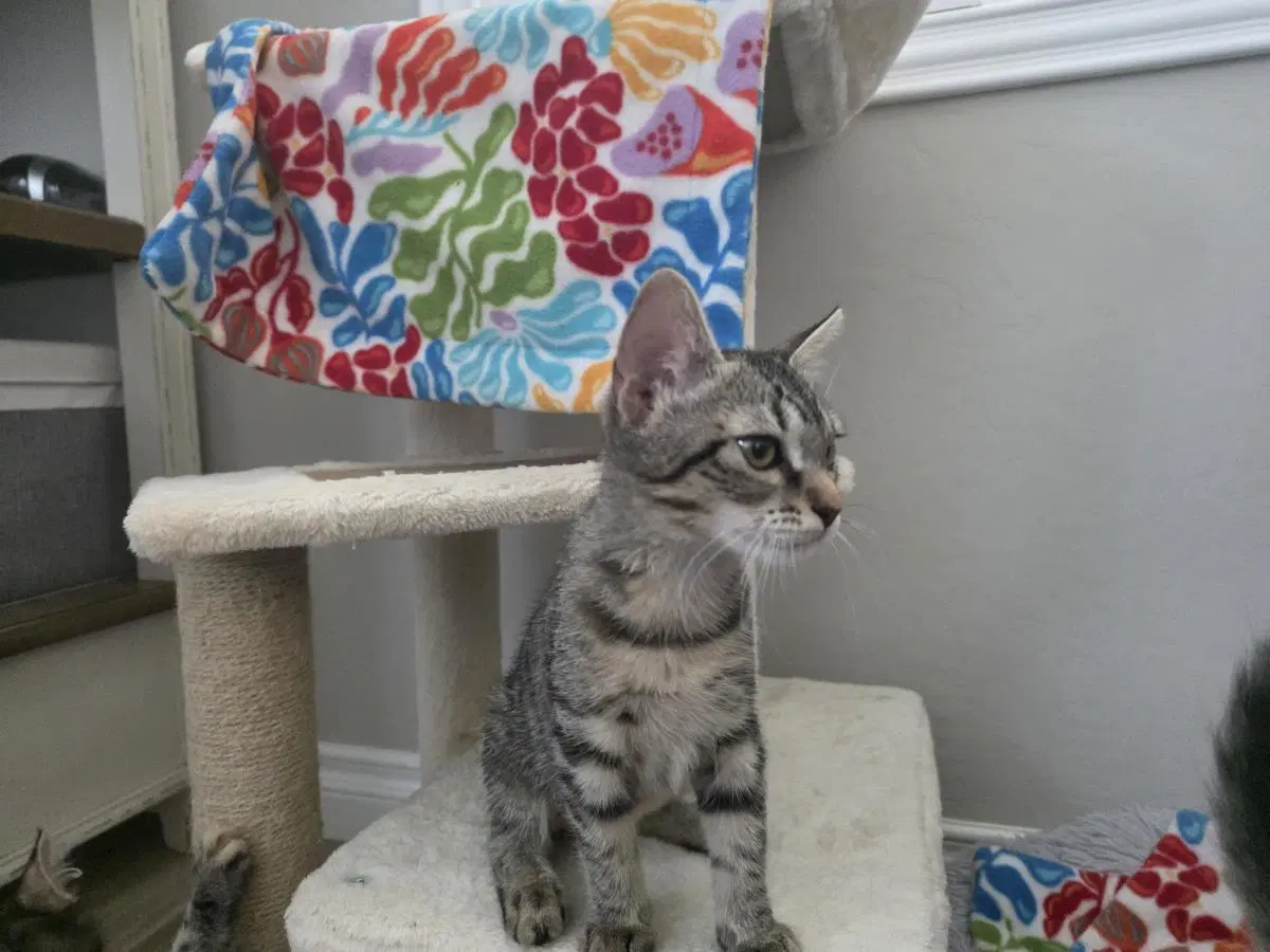Serafina Orlando - Domestic Short Hair