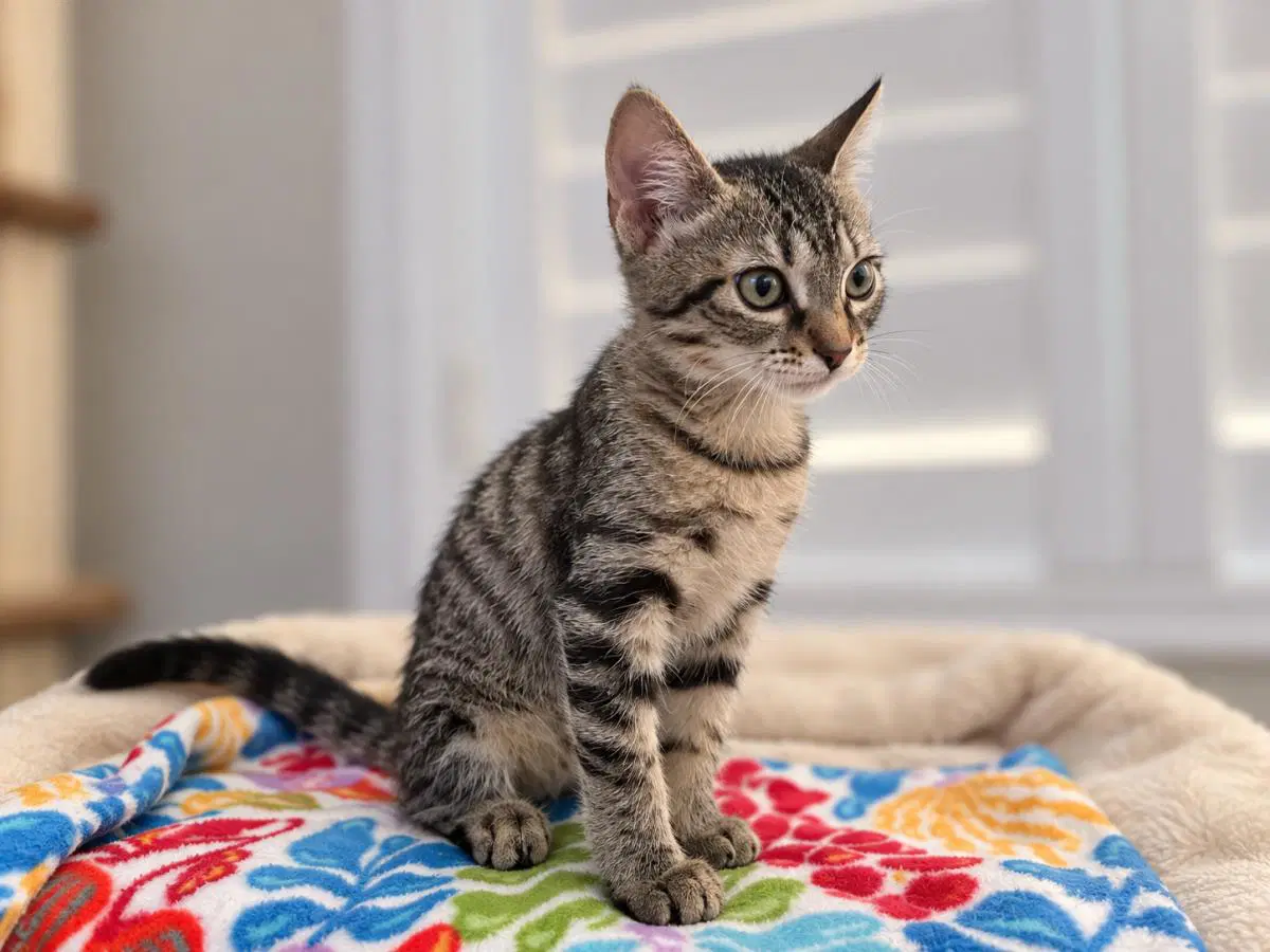 Serafina Orlando - Domestic Short Hair
