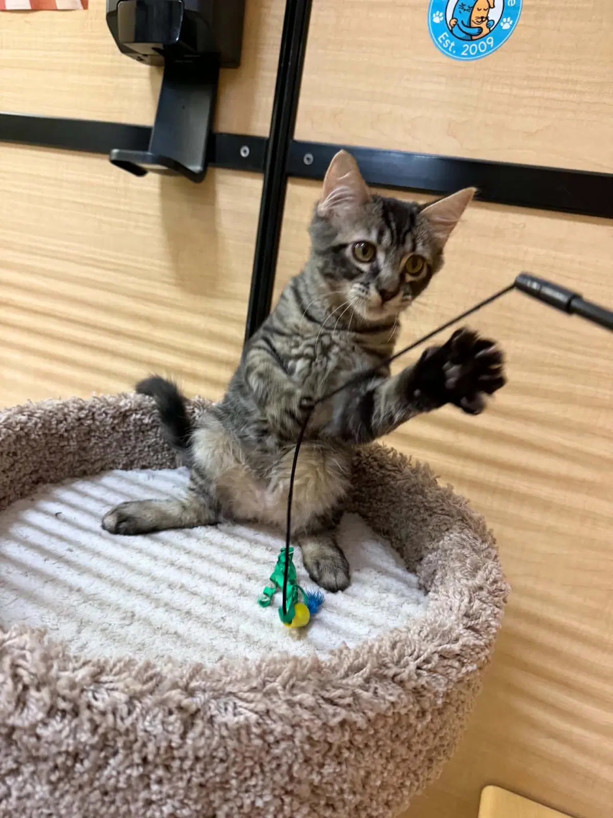 Matias Orlando - Domestic Medium Hair