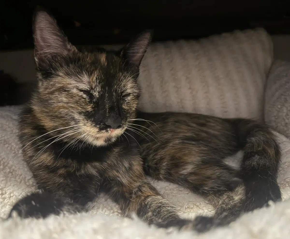 Bethany The Surfer - Tortoiseshell
