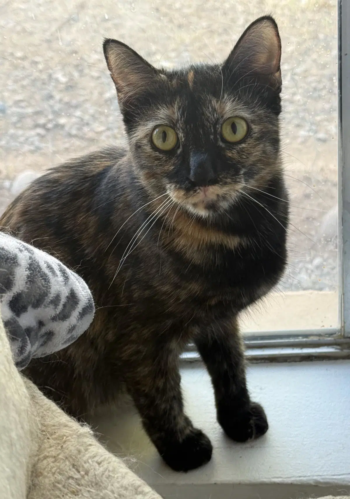 Bethany The Surfer - Tortoiseshell
