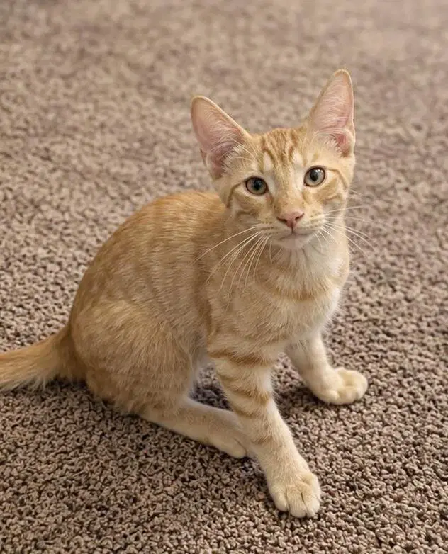 Billy Bates - Tabby