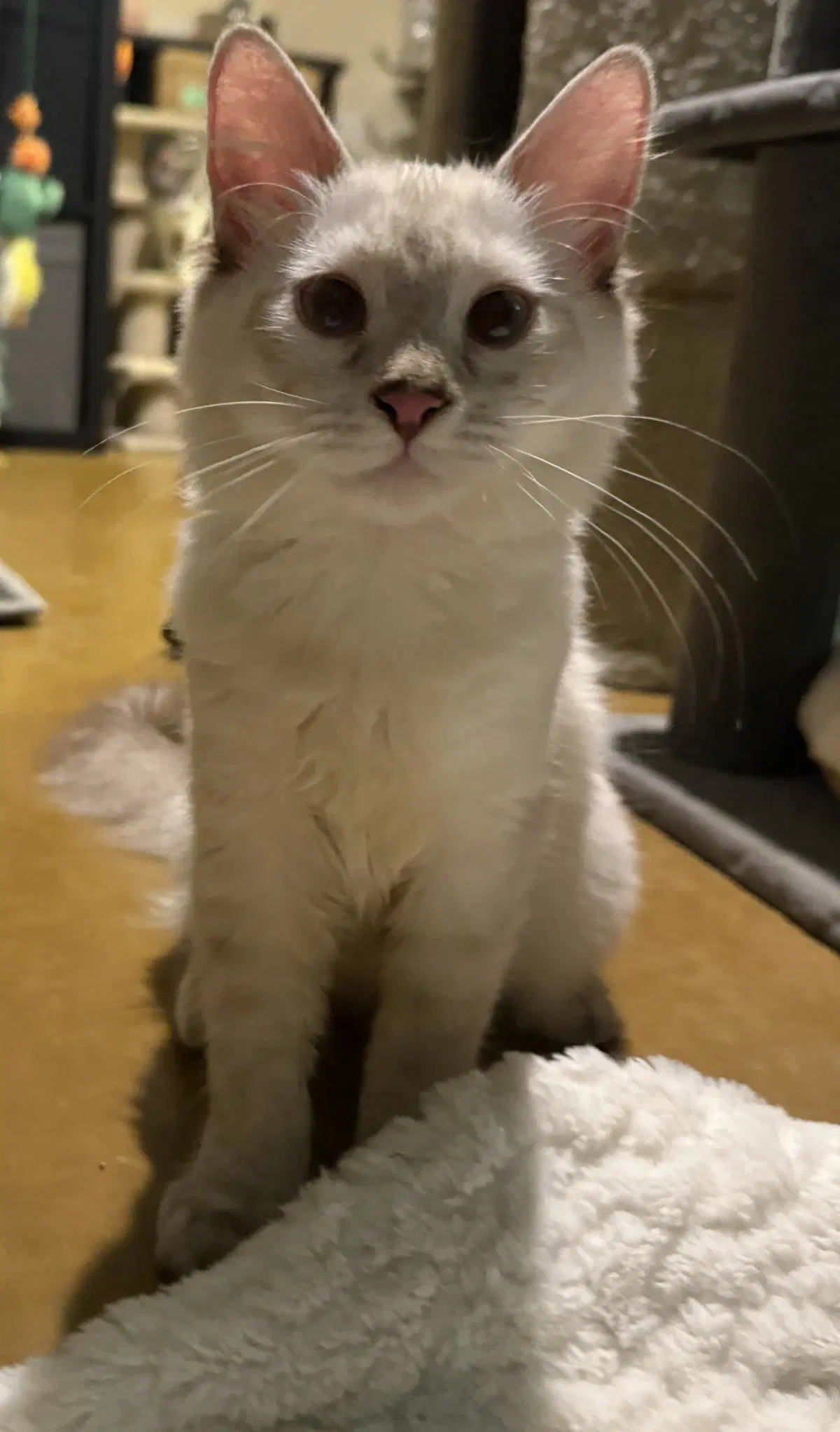 Holly Holiday Bonded To Jolly Holiday - Siamese