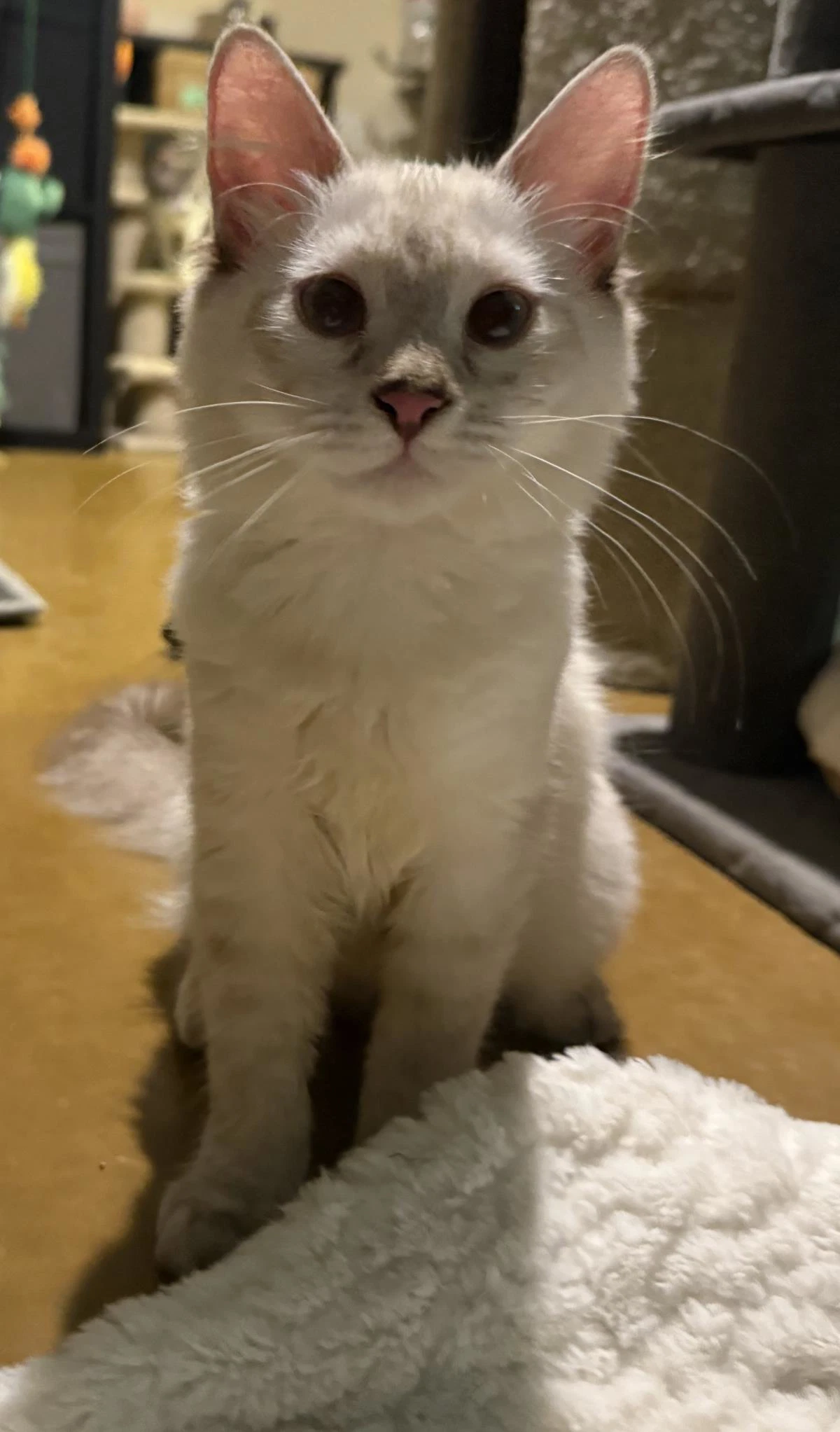 Holly Holiday Bonded To Jolly Holiday