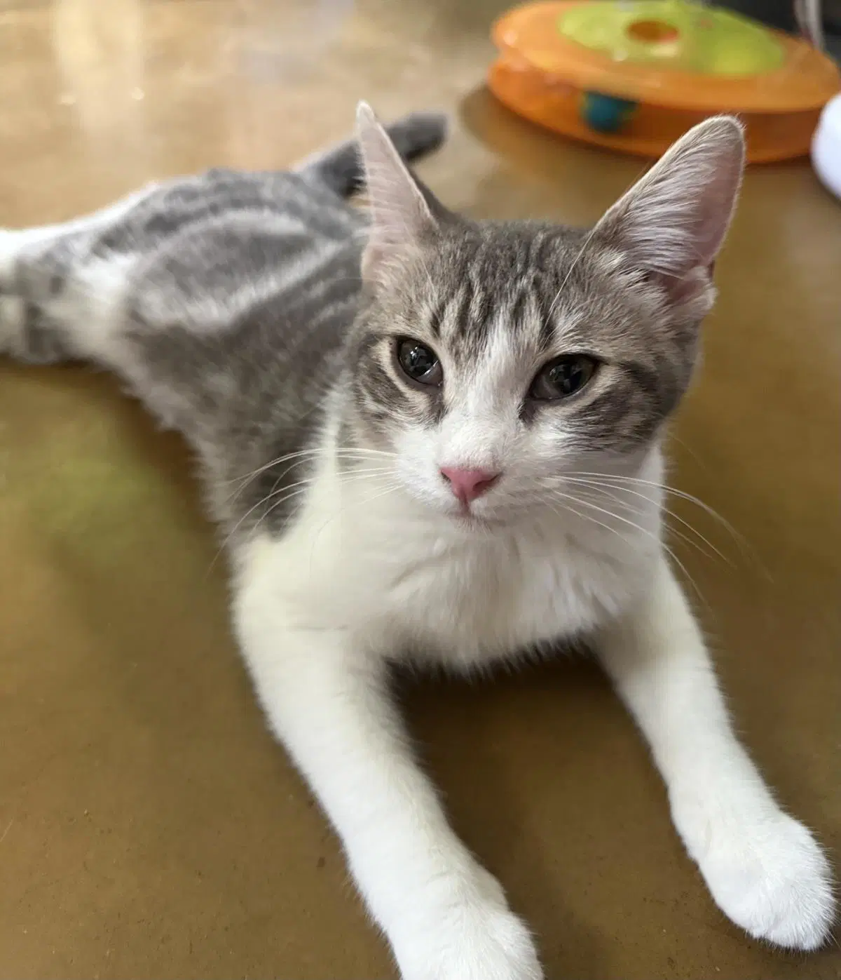 Jolly Holiday Bonded To Holly Holiday - Tabby