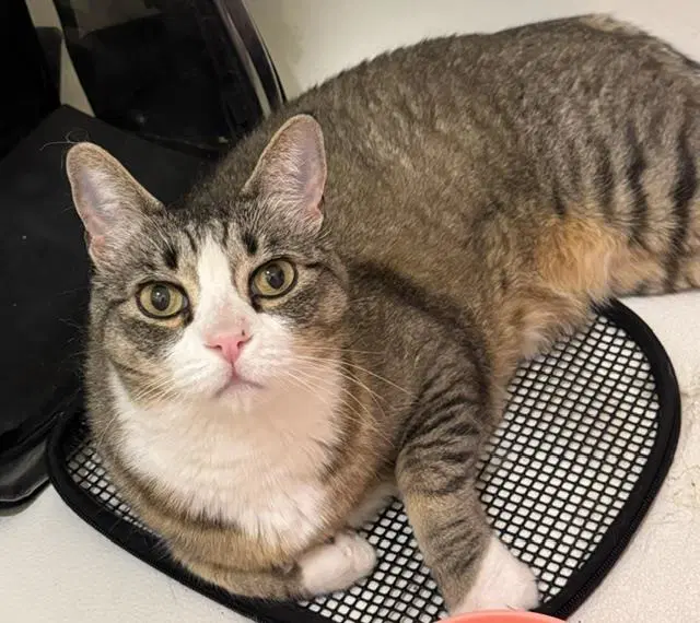 Alex Karev - Domestic Short Hair