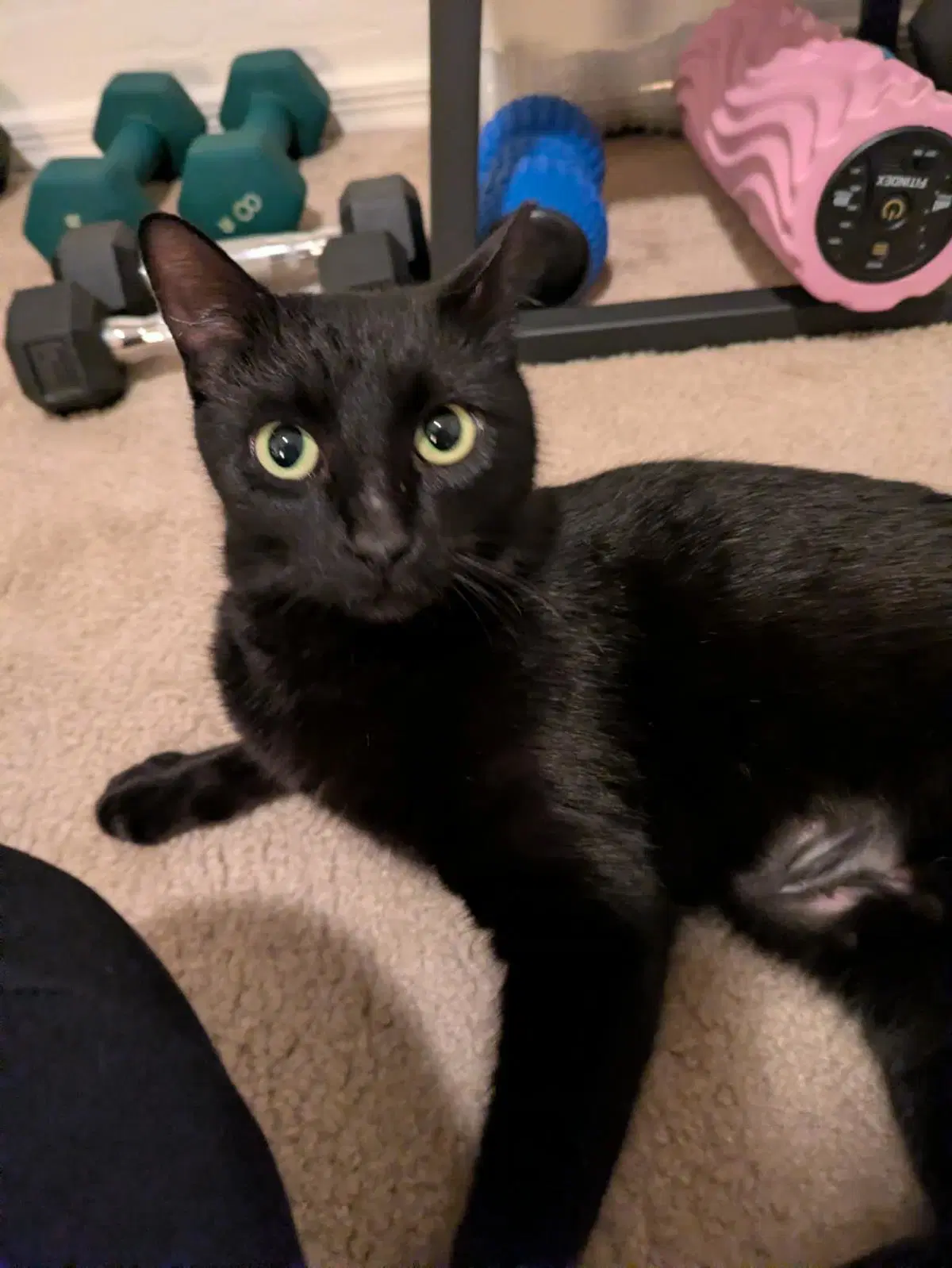 Betty Beauty - Domestic Short Hair