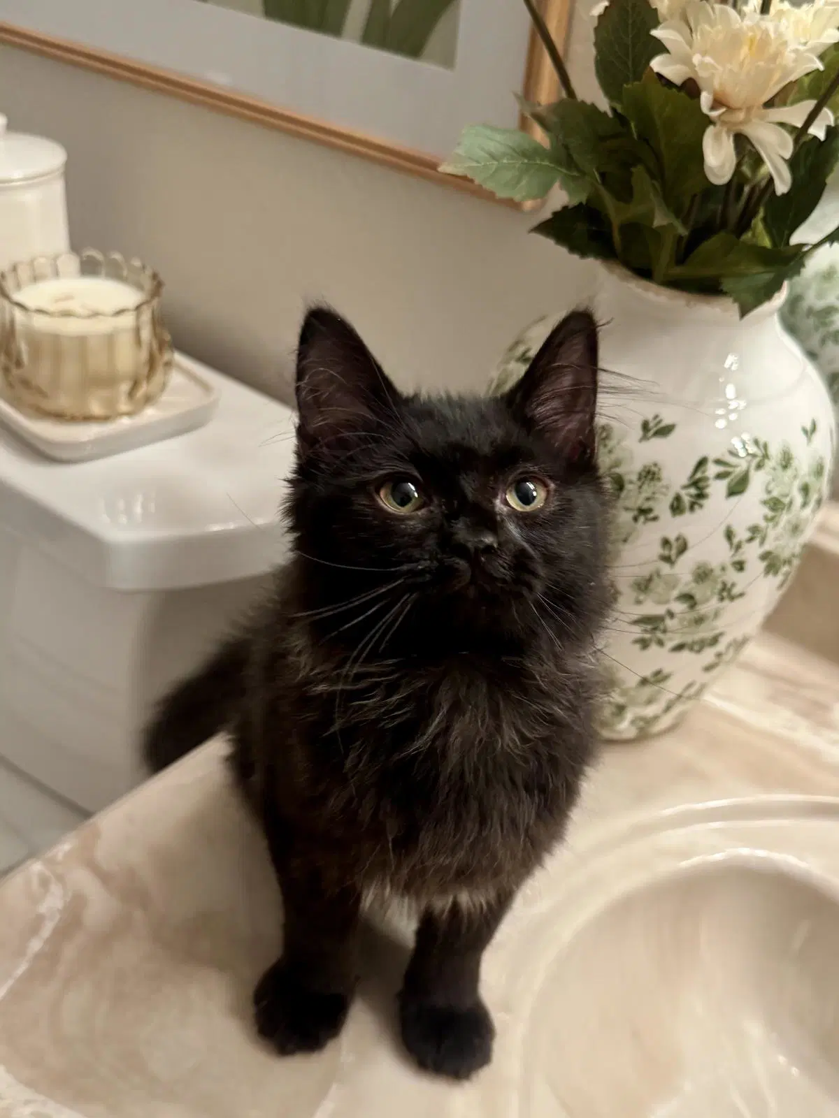 Truffle Kerfluffle - Domestic Long Hair