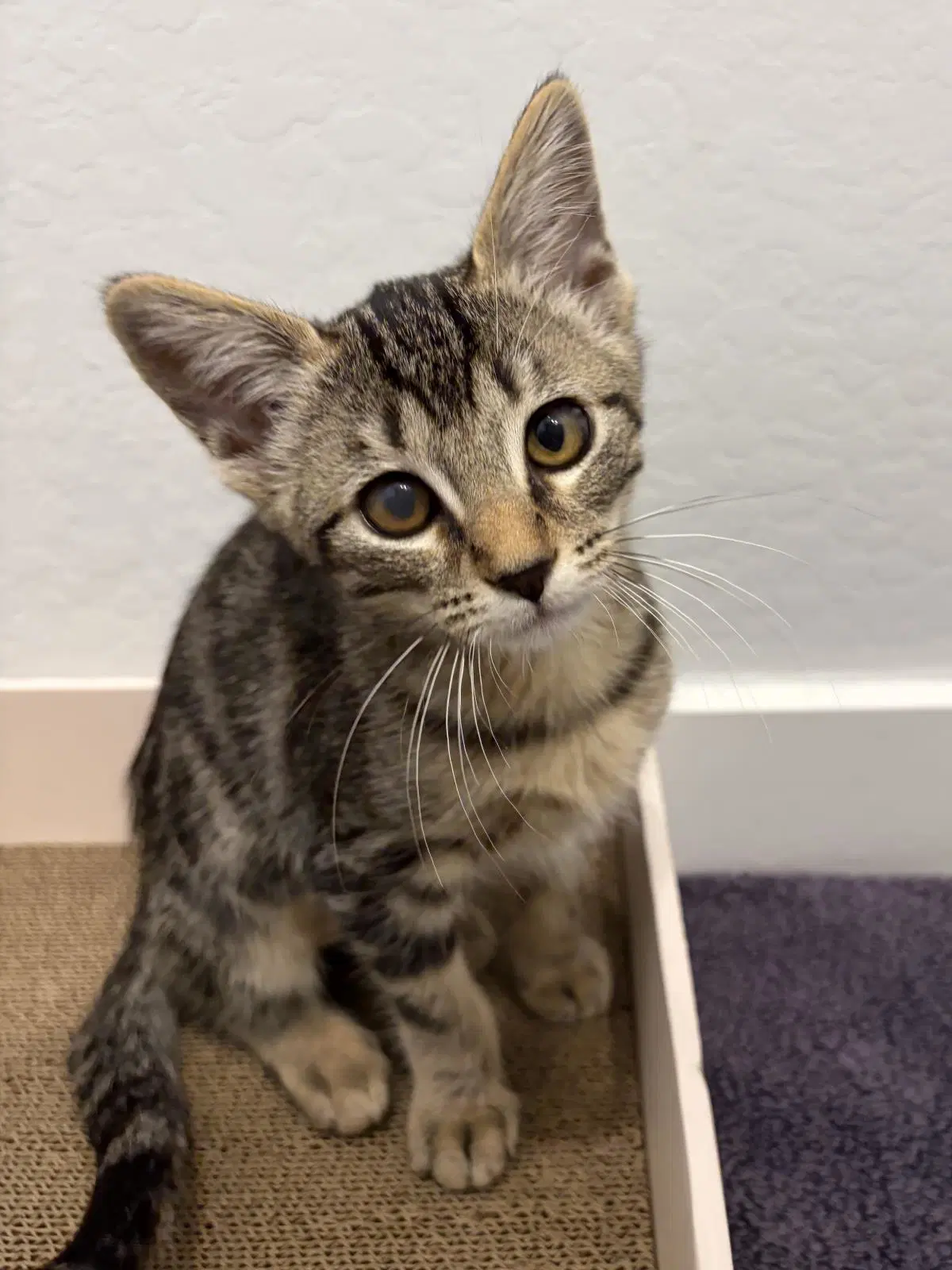 Blaze Schultz - Tabby