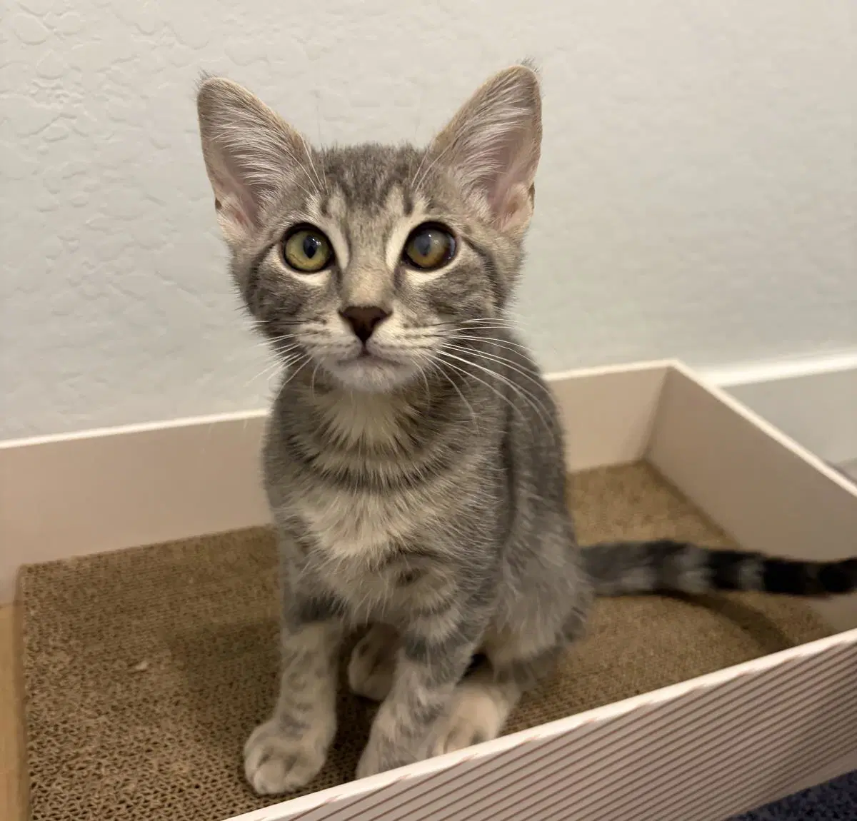 Ember Schultz - Tabby