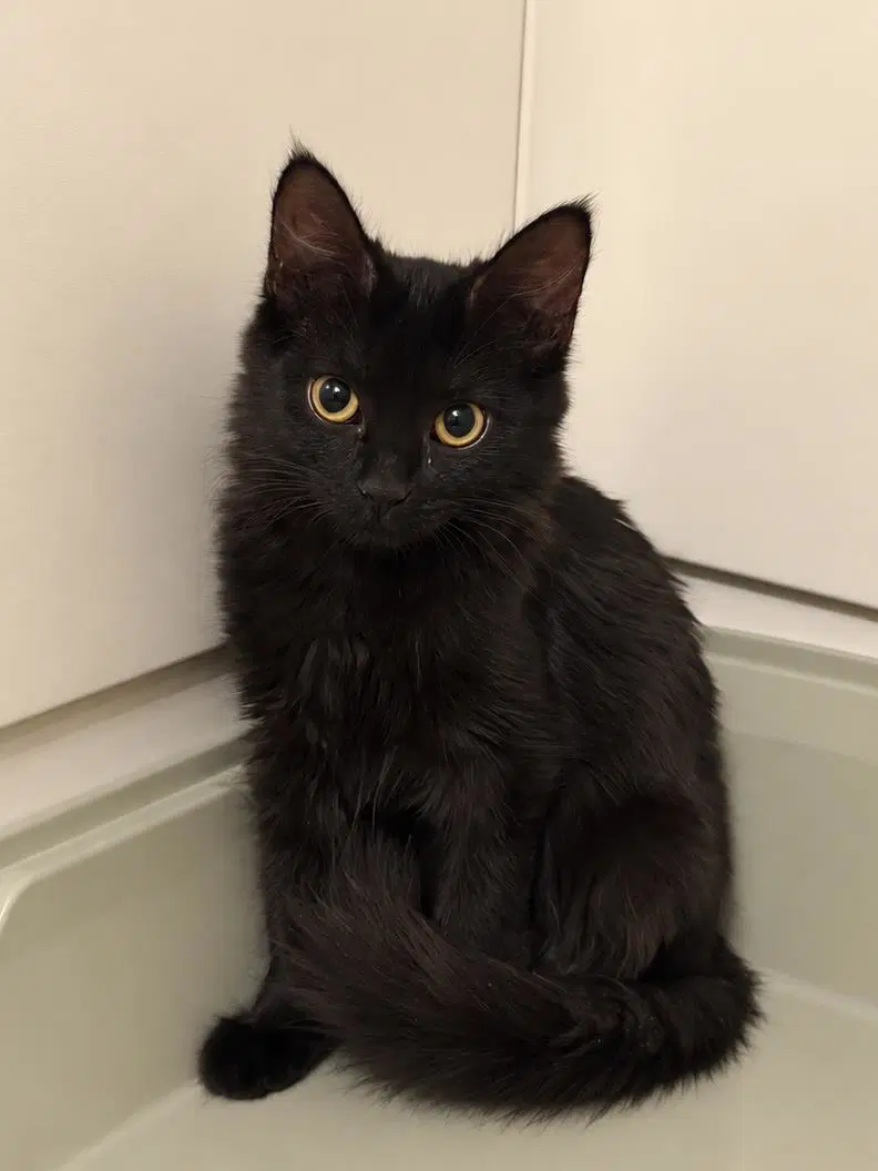 Scarlet Witch Avenger - Domestic Medium Hair
