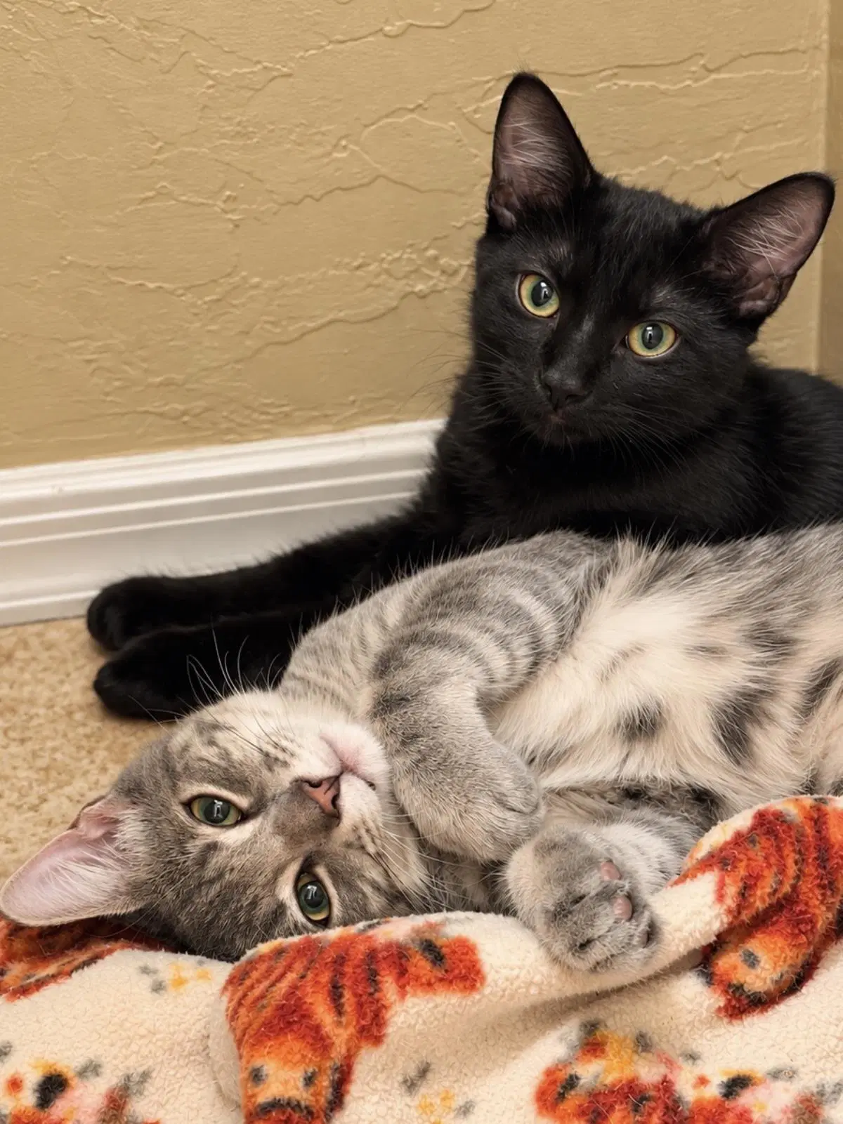 Thanos Avenger Bonded With Nebula - Domestic Short Hair